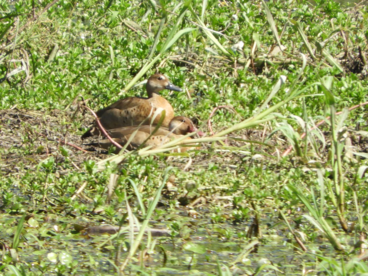 Pato Brasileño - ML610096707