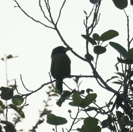 barbet velký - ML610096711