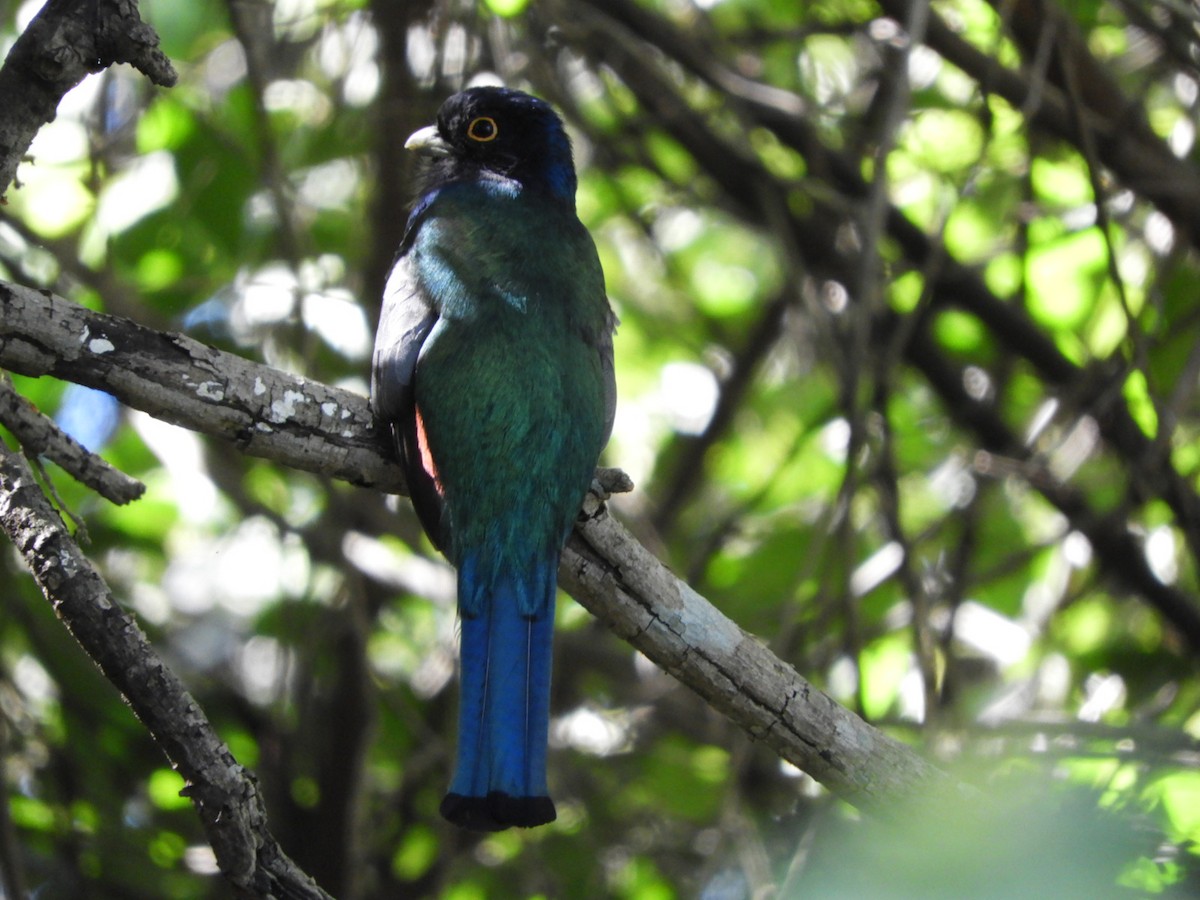 Surucua Trogon - ML610096732