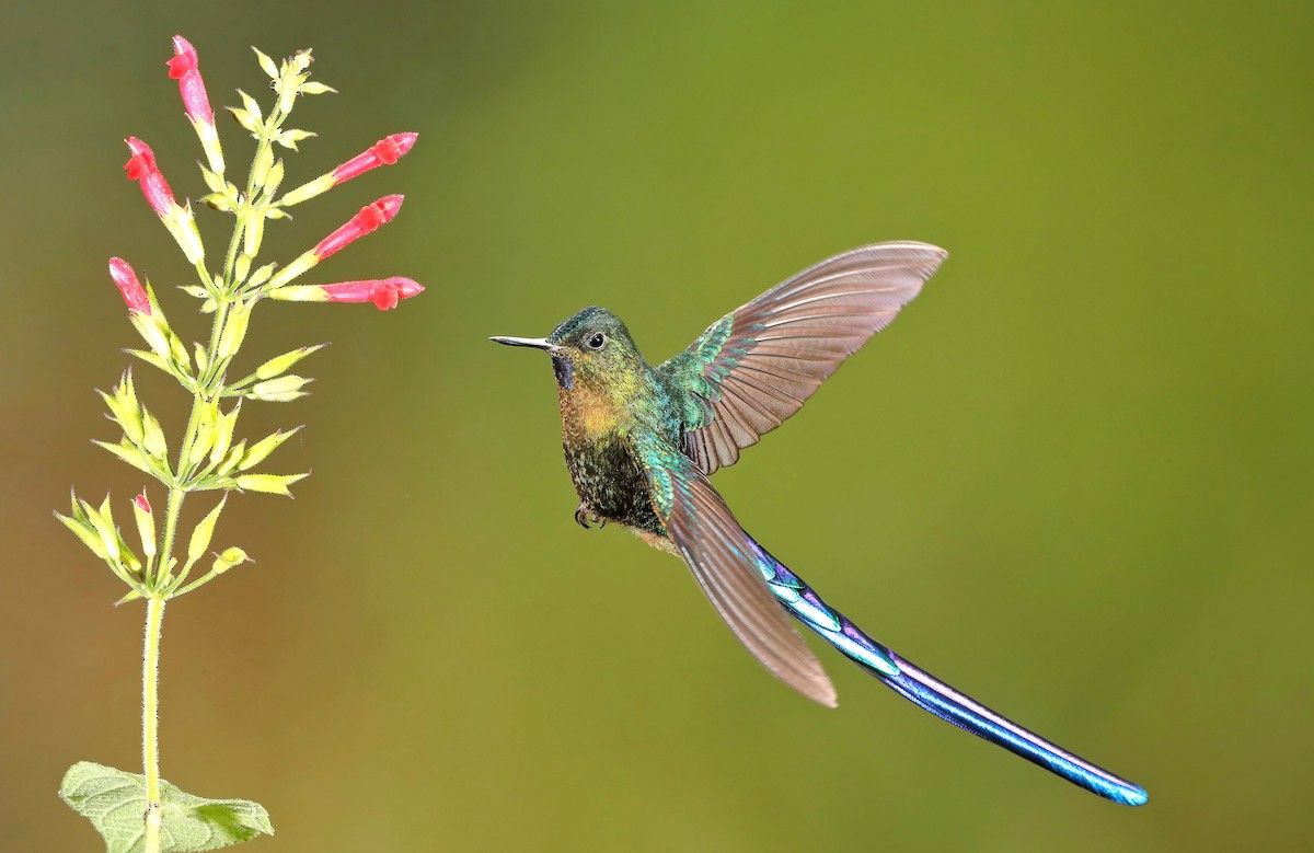 Violet-tailed Sylph - sheau torng lim