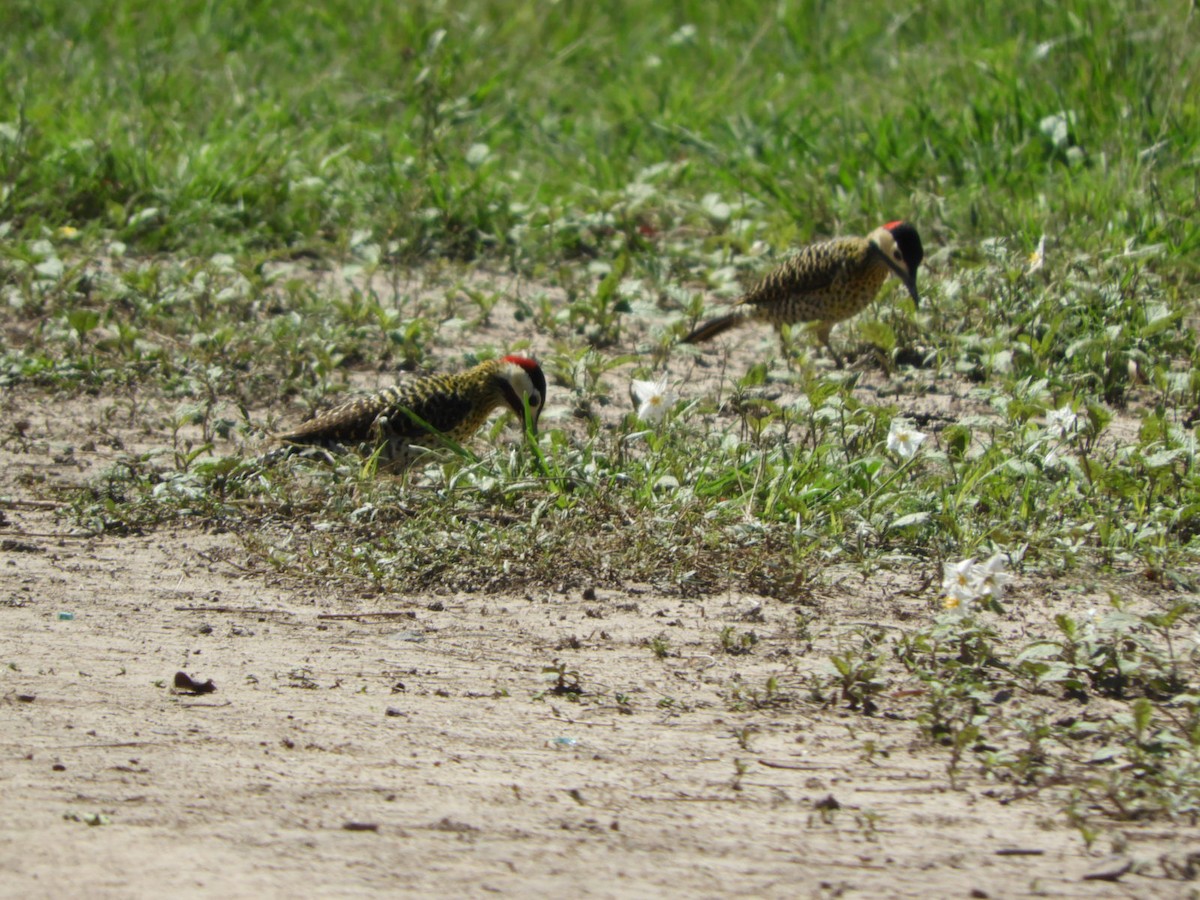 Green-barred Woodpecker - Silvia Enggist