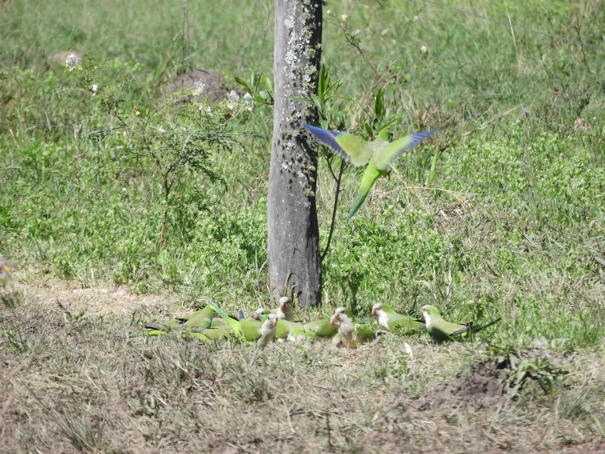 Monk Parakeet - Silvia Enggist