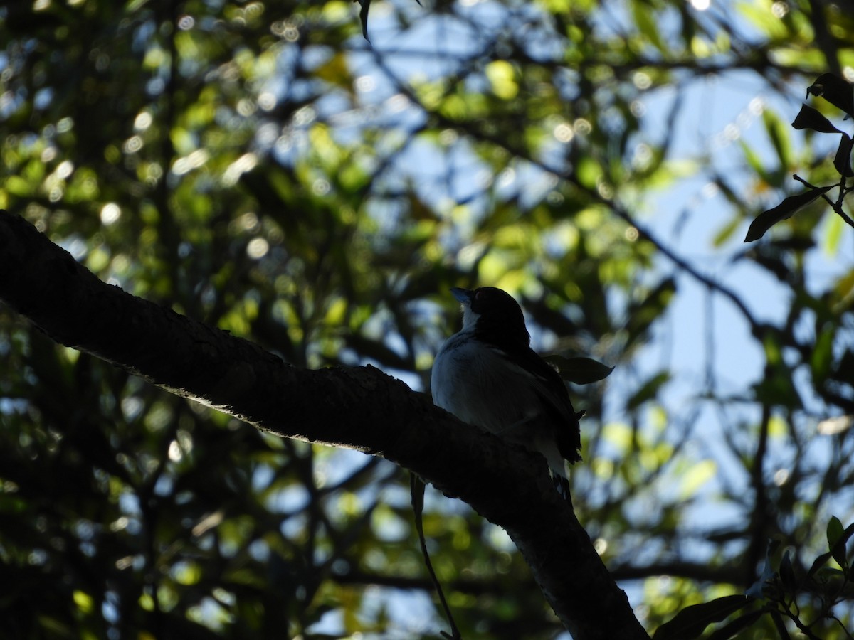 Great Antshrike - Silvia Enggist