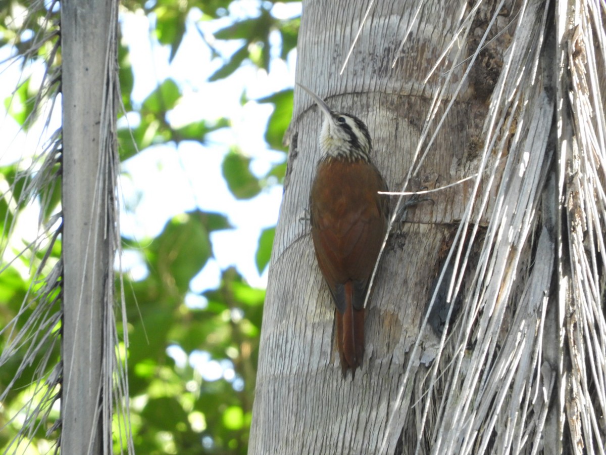 Narrow-billed Woodcreeper - ML610096769