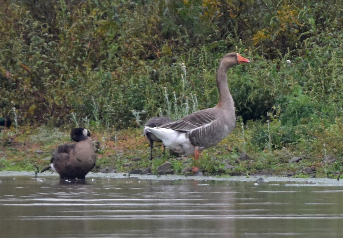 Graylag Goose (Domestic type) - ML610096771