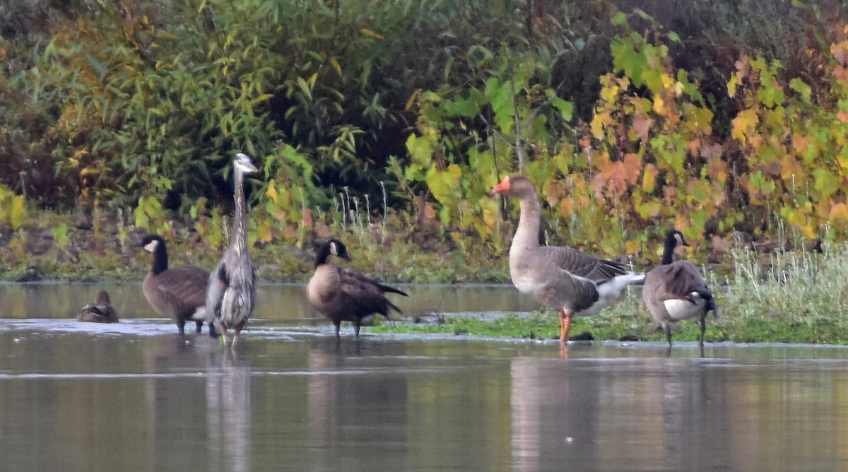 Graylag Goose (Domestic type) - julian hwa