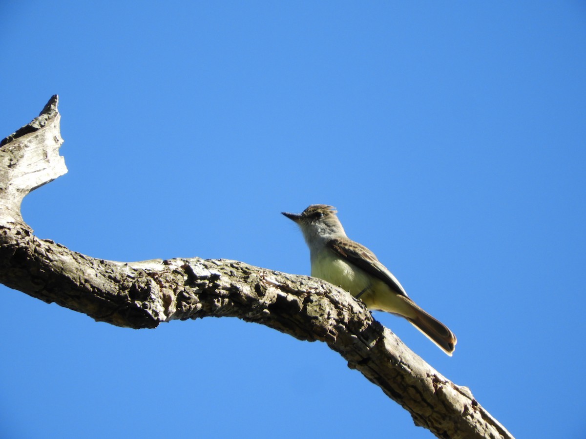 Brown-crested Flycatcher - ML610096776