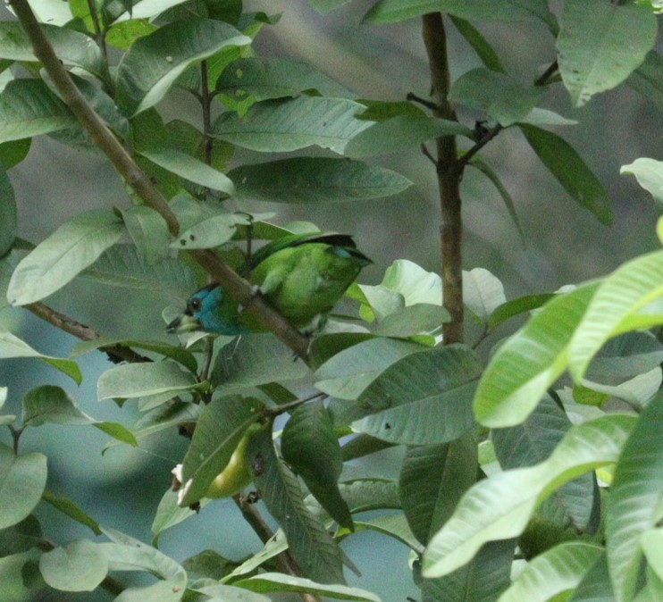 Blauwangen-Bartvogel - ML610096783