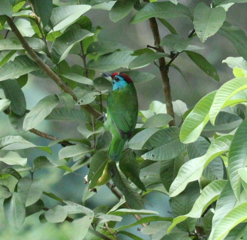 Mavi Boğazlı Barbet - ML610096785