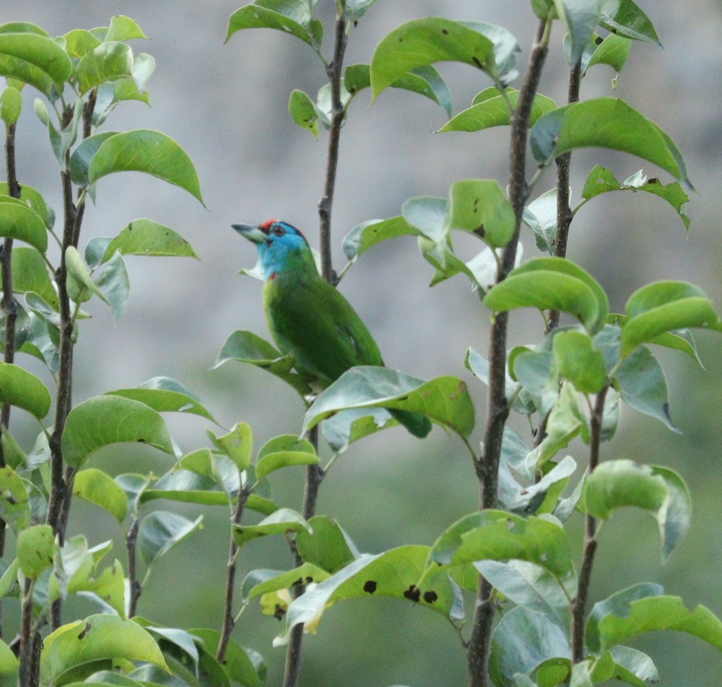 Blue-throated Barbet - Mahesh Durga