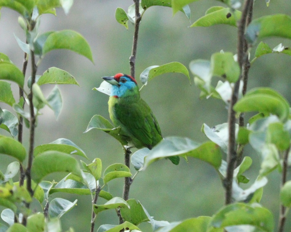 Mavi Boğazlı Barbet - ML610096788