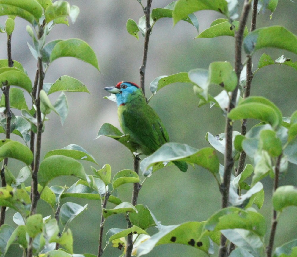 Blauwangen-Bartvogel - ML610096789