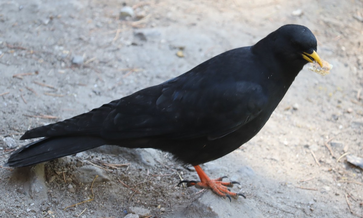 Yellow-billed Chough - ML610096838