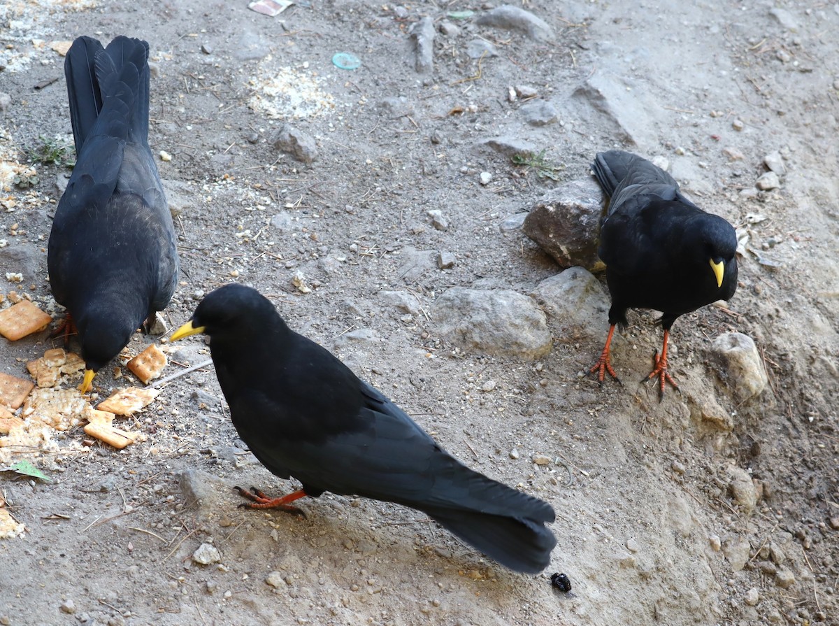 Yellow-billed Chough - Mahesh Durga