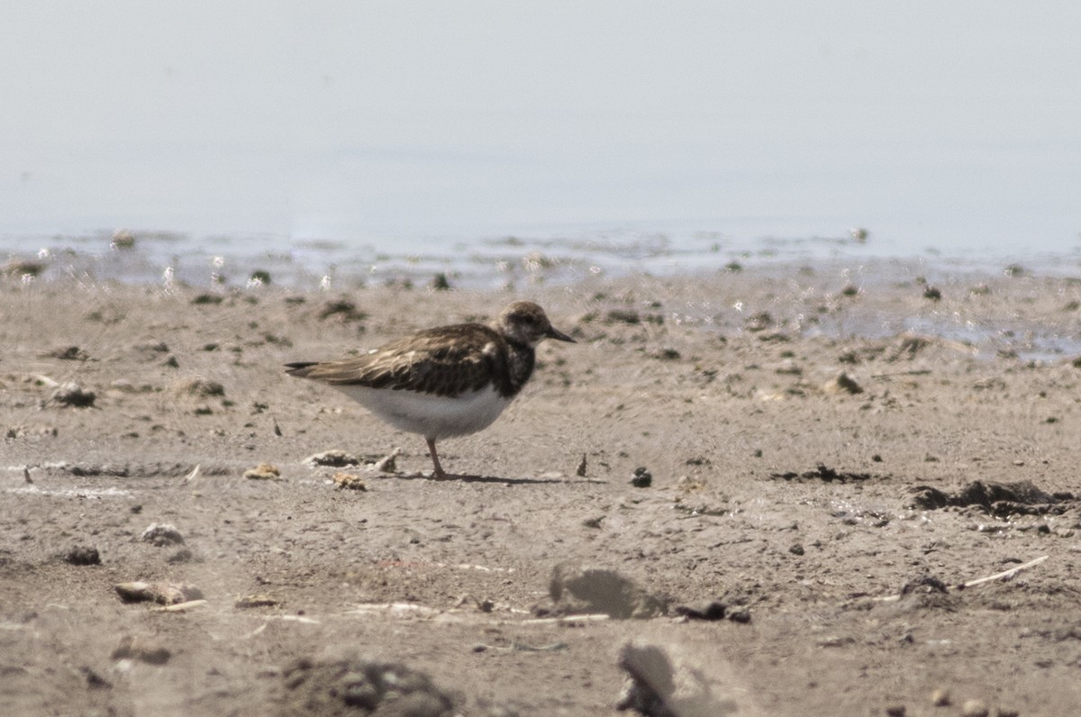 kamenáček pestrý - ML610096868