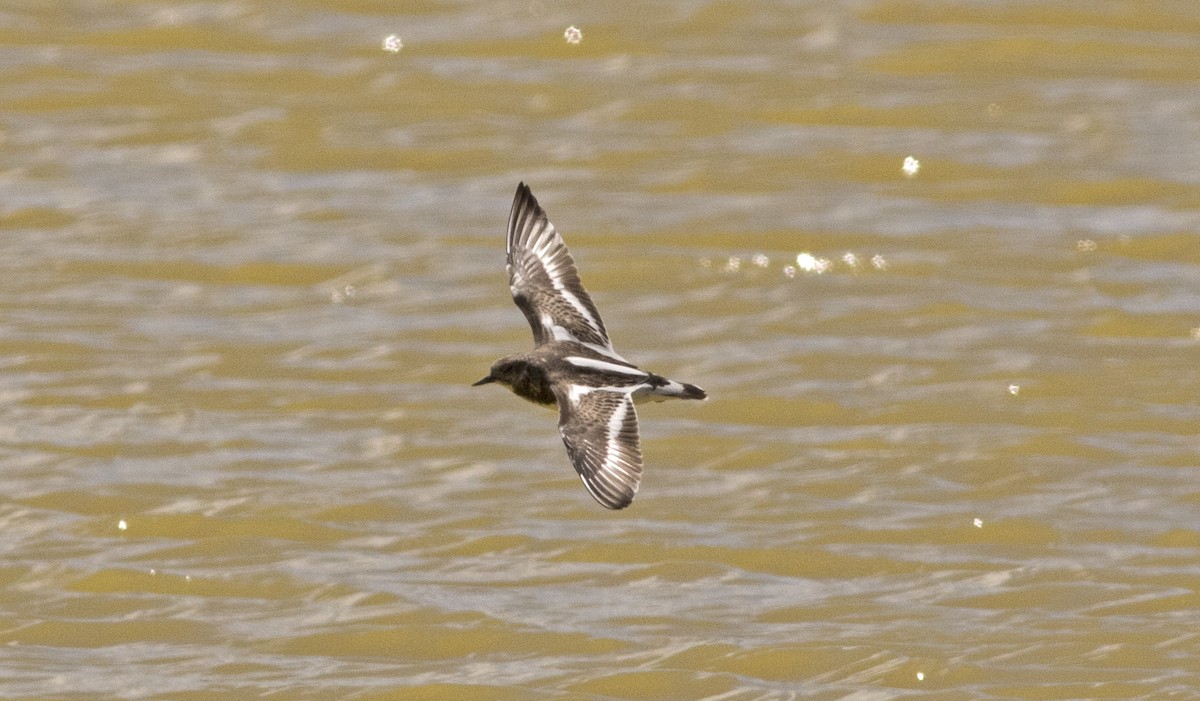 kamenáček pestrý - ML610096869