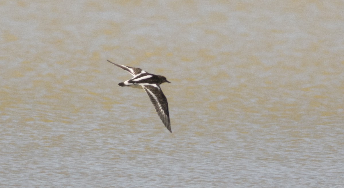 kamenáček pestrý - ML610096870