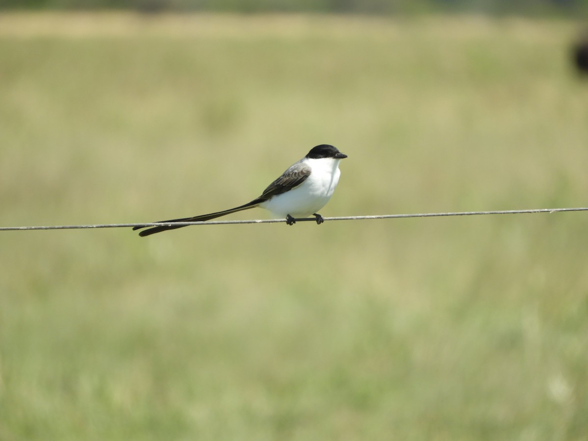 Gabelschwanz-Königstyrann - ML610096908