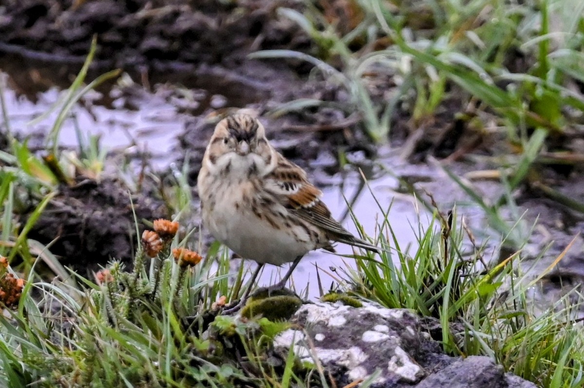 Lapland Longspur - Miguel Vallespir Castello