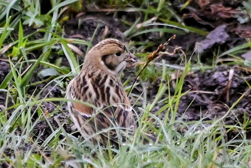Lapland Longspur - Miguel Vallespir Castello
