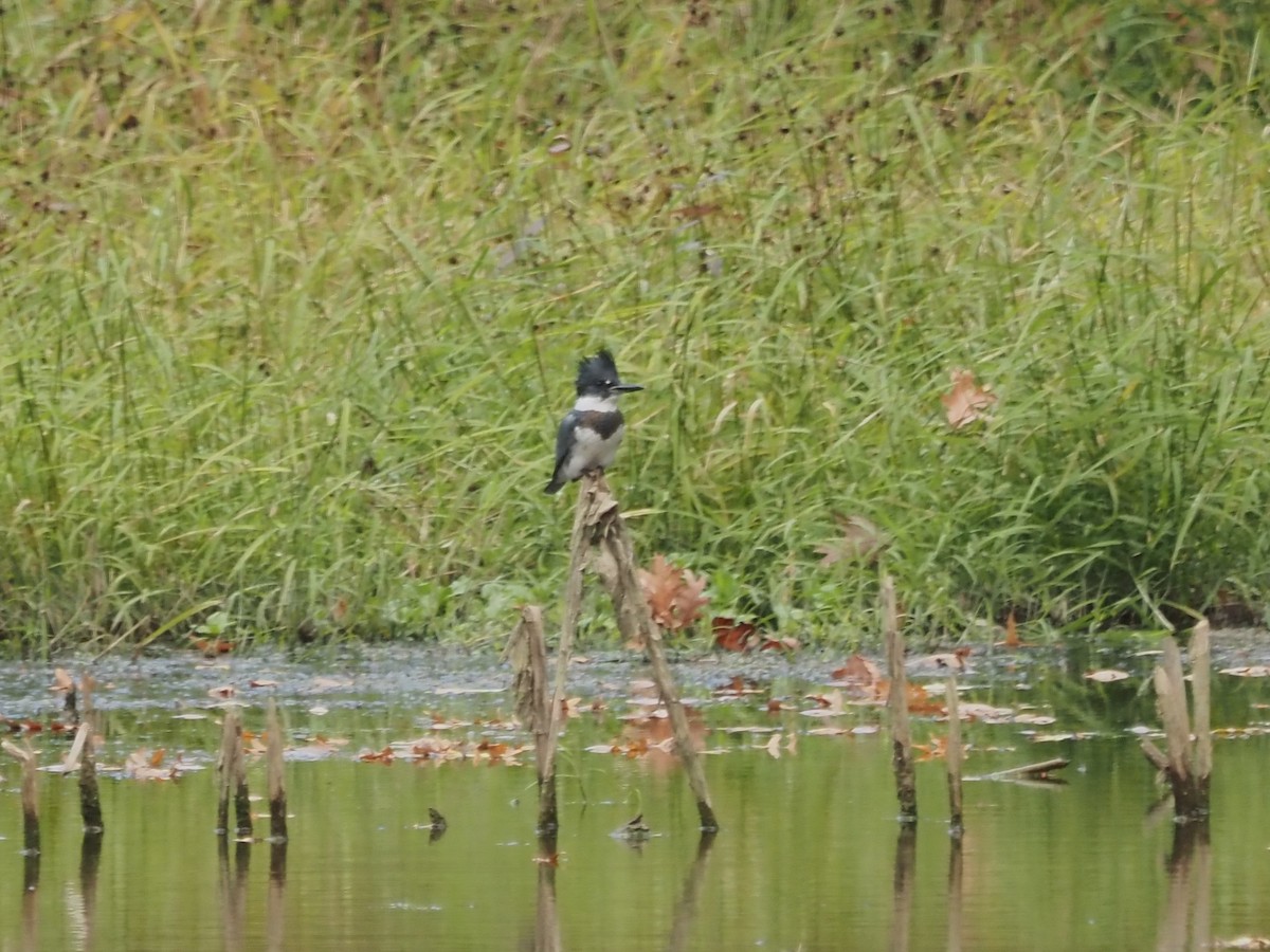 Martin-pêcheur d'Amérique - ML610097168