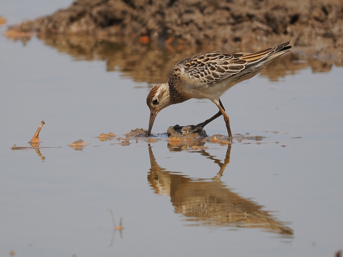 Sharp-tailed Sandpiper - Len and Chris Ezzy