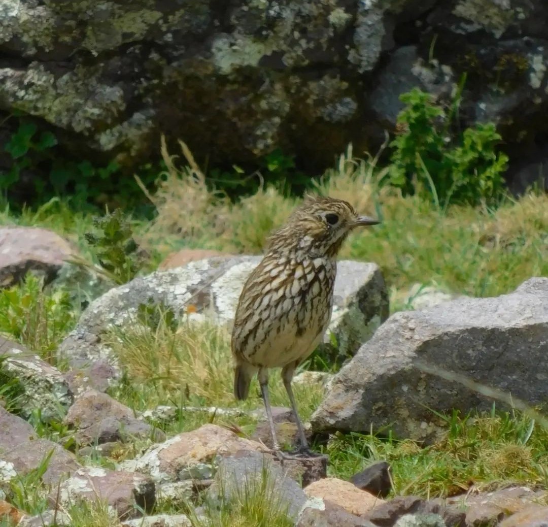 Stripe-headed Antpitta - ML610097371