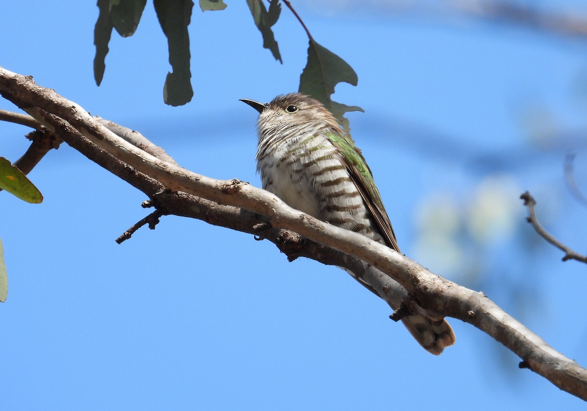 Cuclillo Broncíneo - ML610097421