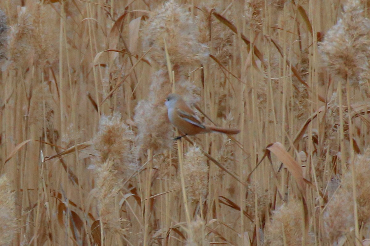 Bearded Reedling - ML610097447