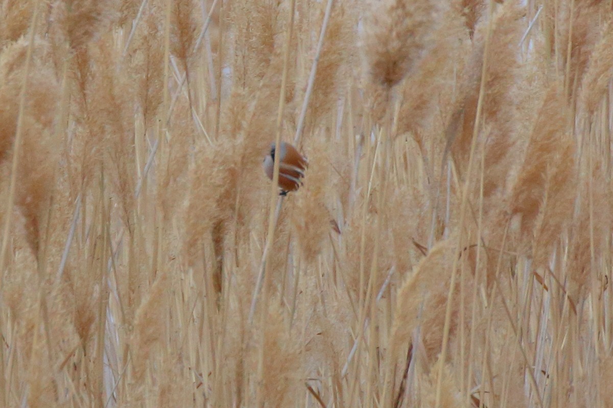 Bearded Reedling - ML610097449