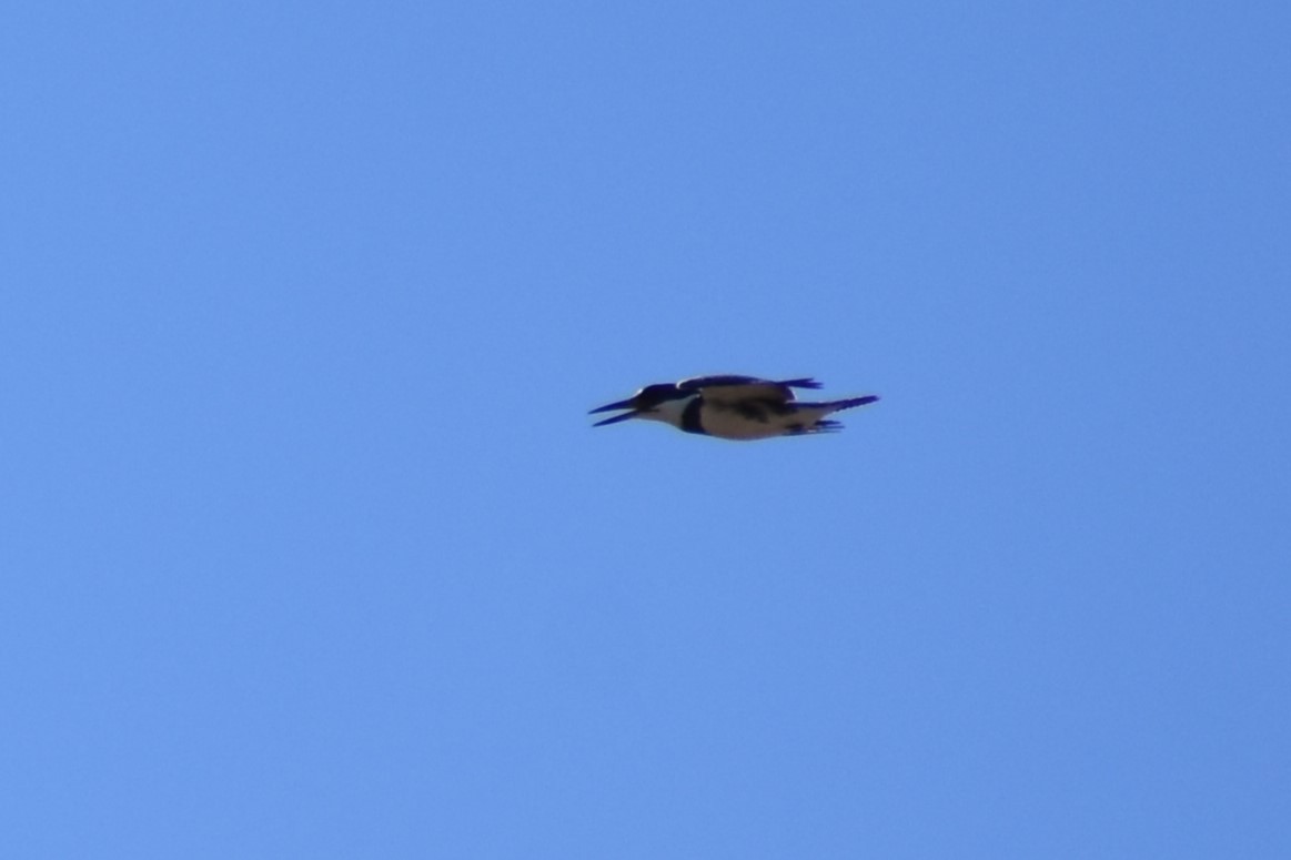 Belted Kingfisher - ML610097506