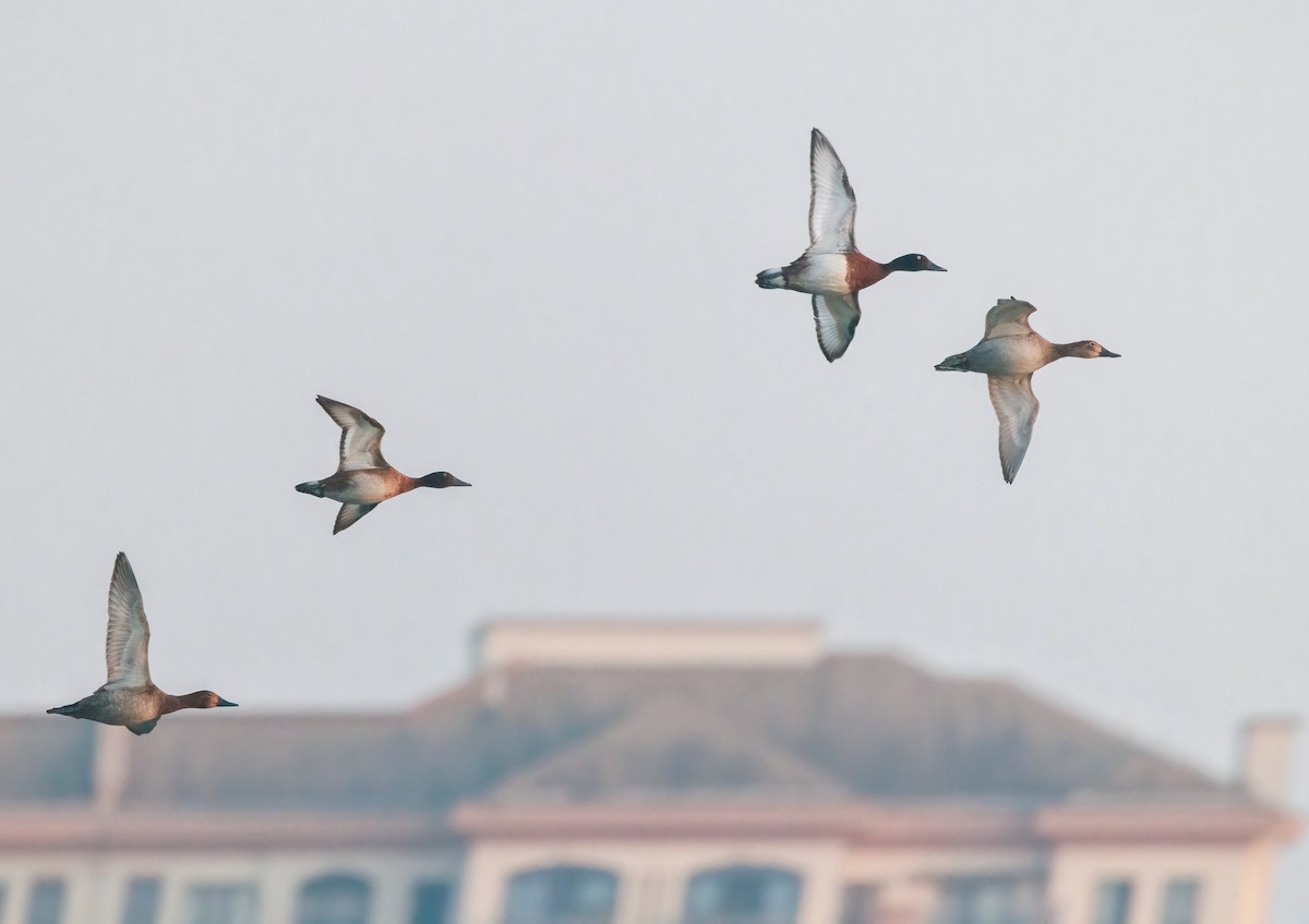 Baer's Pochard - ML610097583