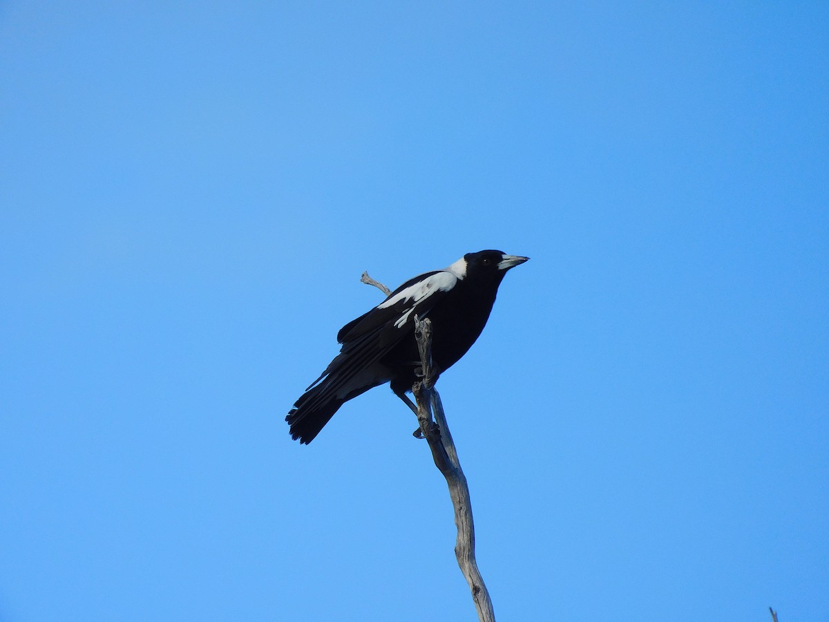 Australian Magpie - George Vaughan