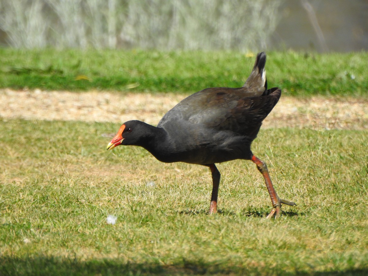 Dusky Moorhen - ML610097637