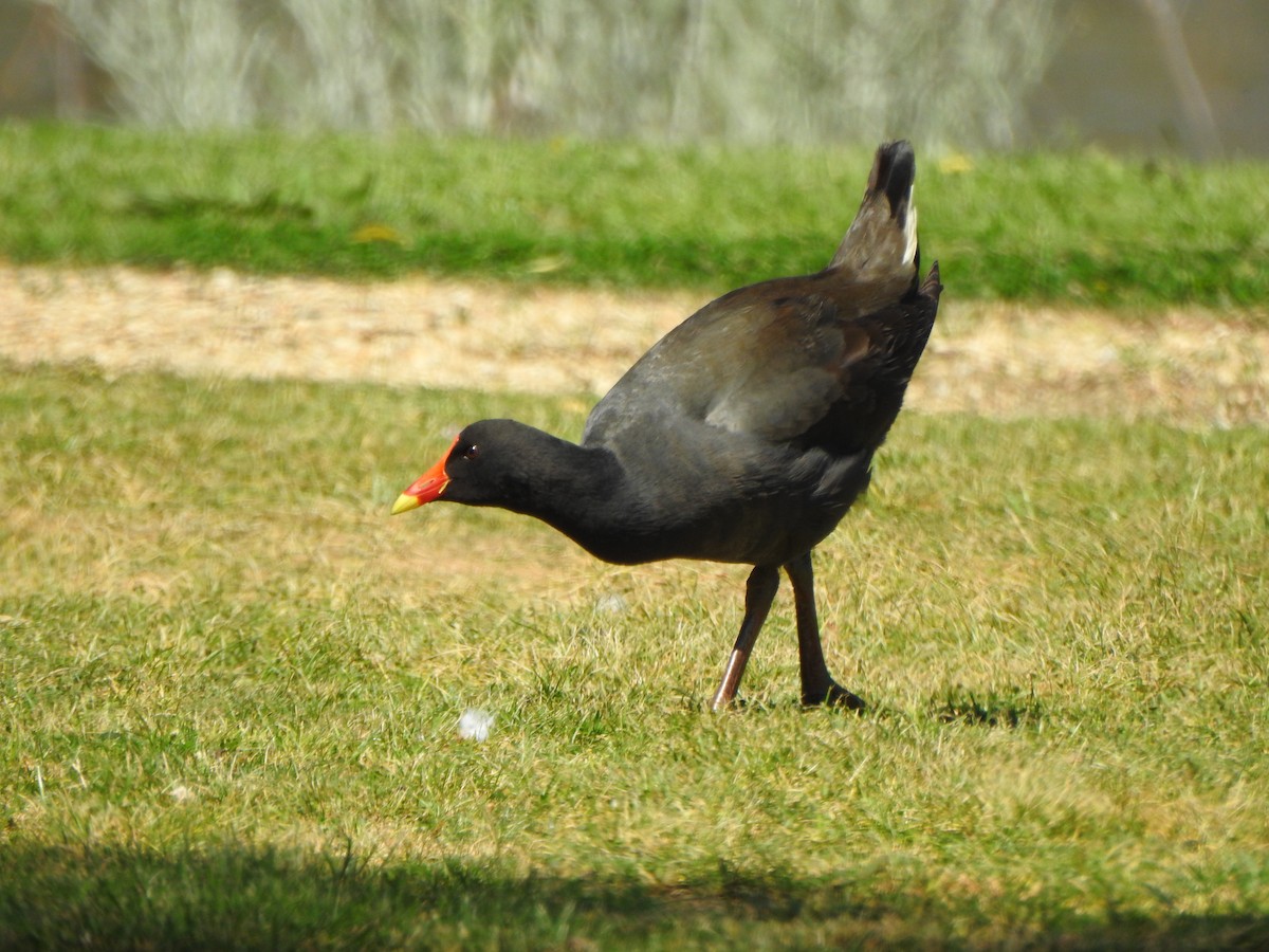 Dusky Moorhen - ML610097639