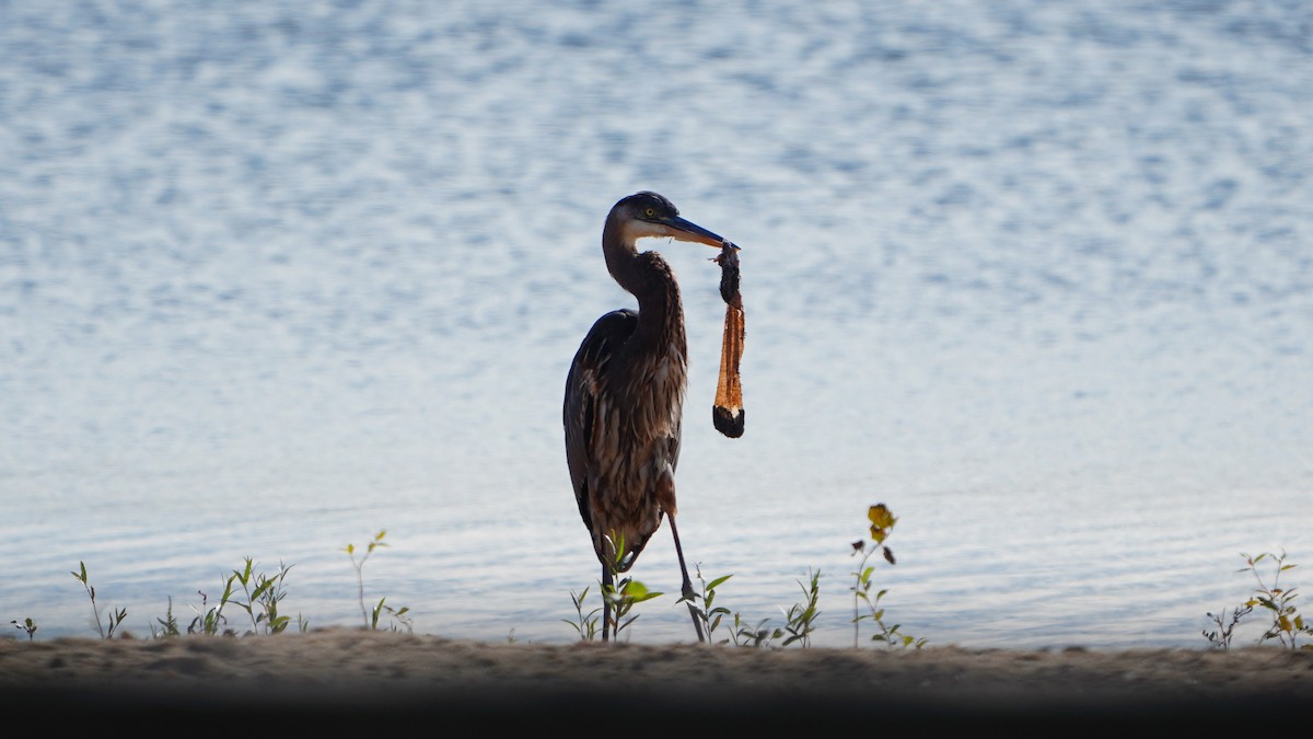 Garza Azulada - ML610097642