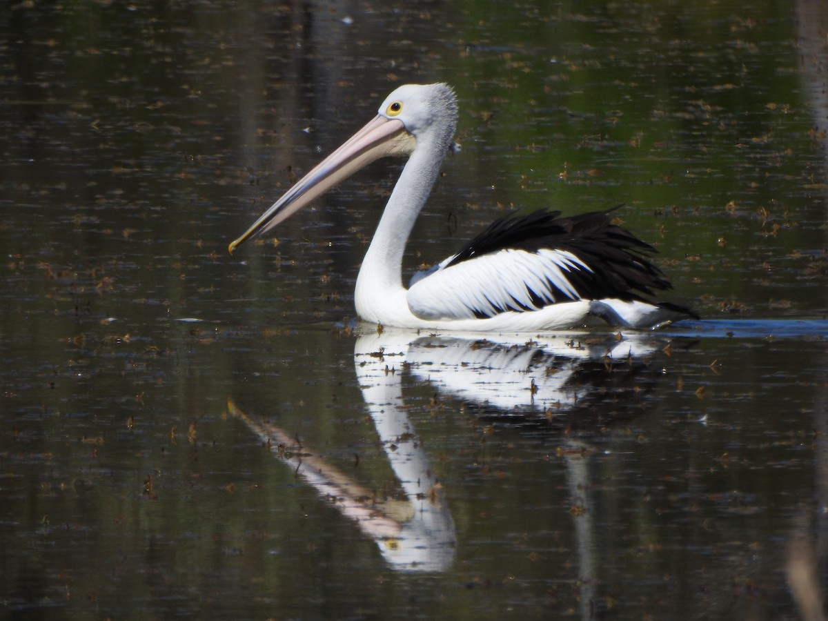 Australian Pelican - ML610097654