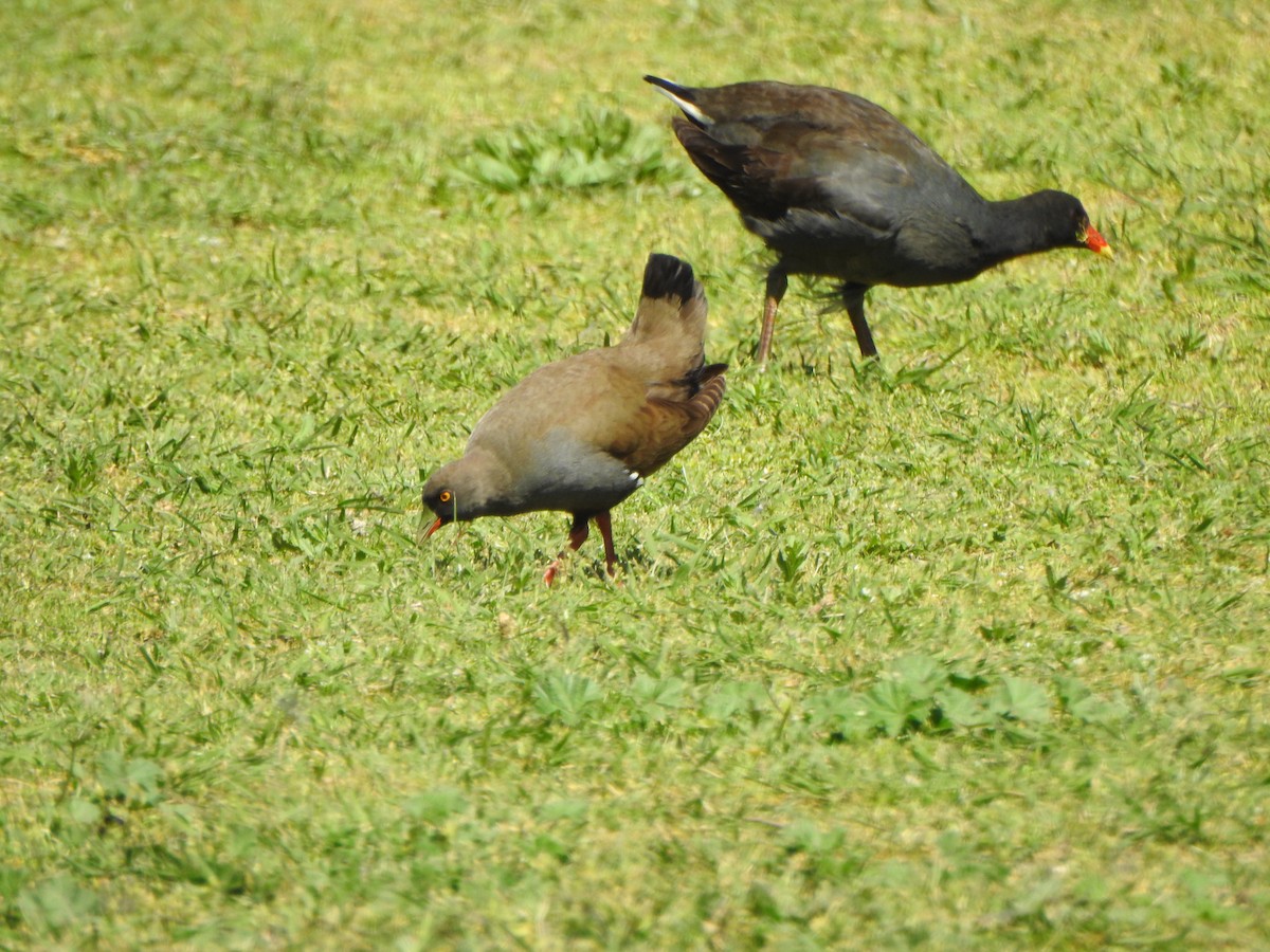 Rotfuß-Teichhuhn - ML610097670