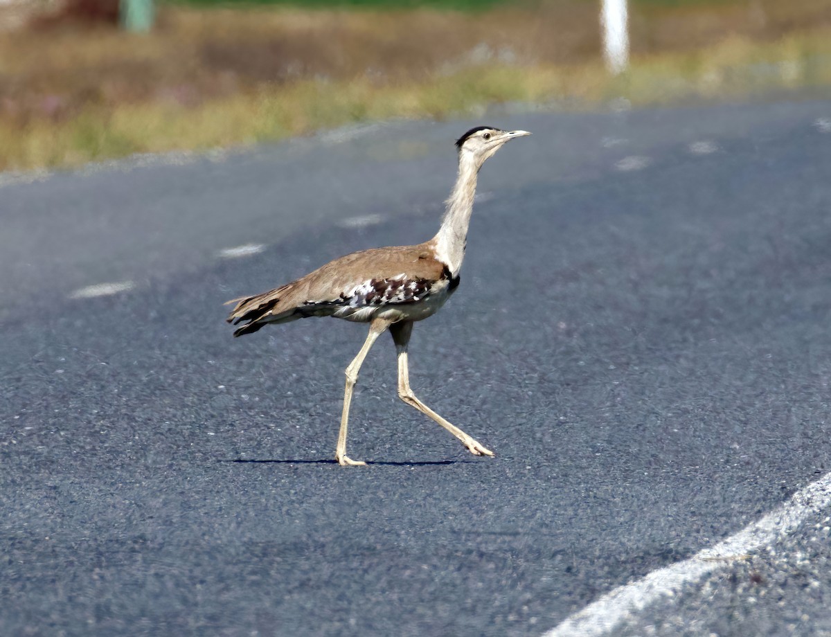 Australian Bustard - ML610097753