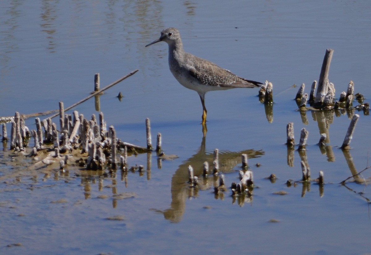 Lesser Yellowlegs - MARIO ELOSEGUI