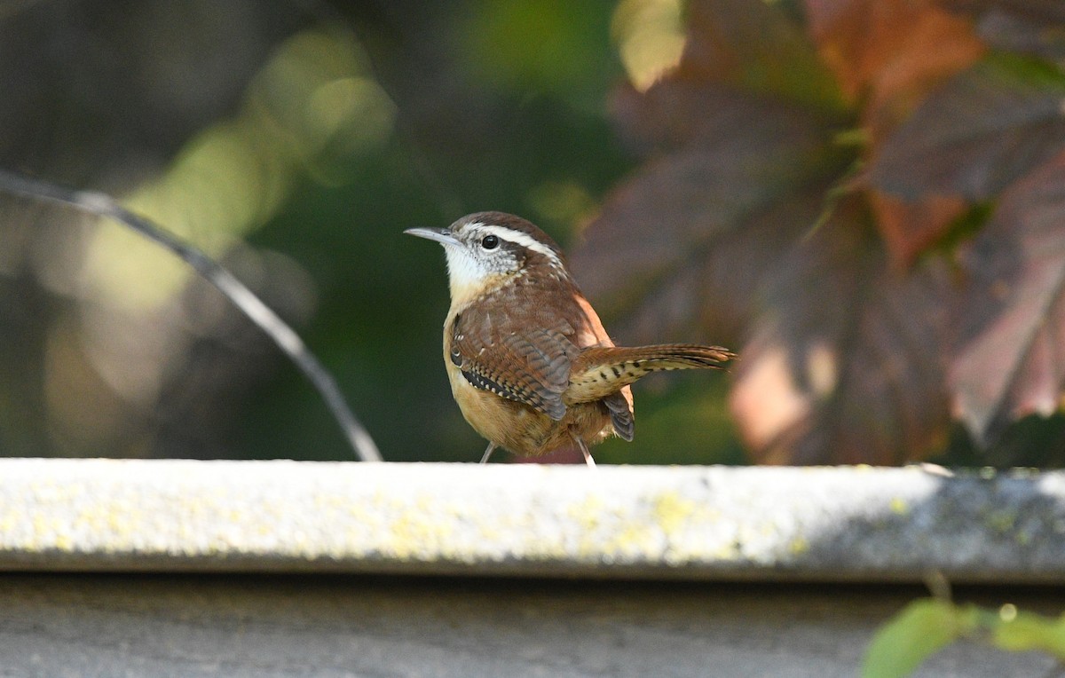 Carolina Wren - ML610097785