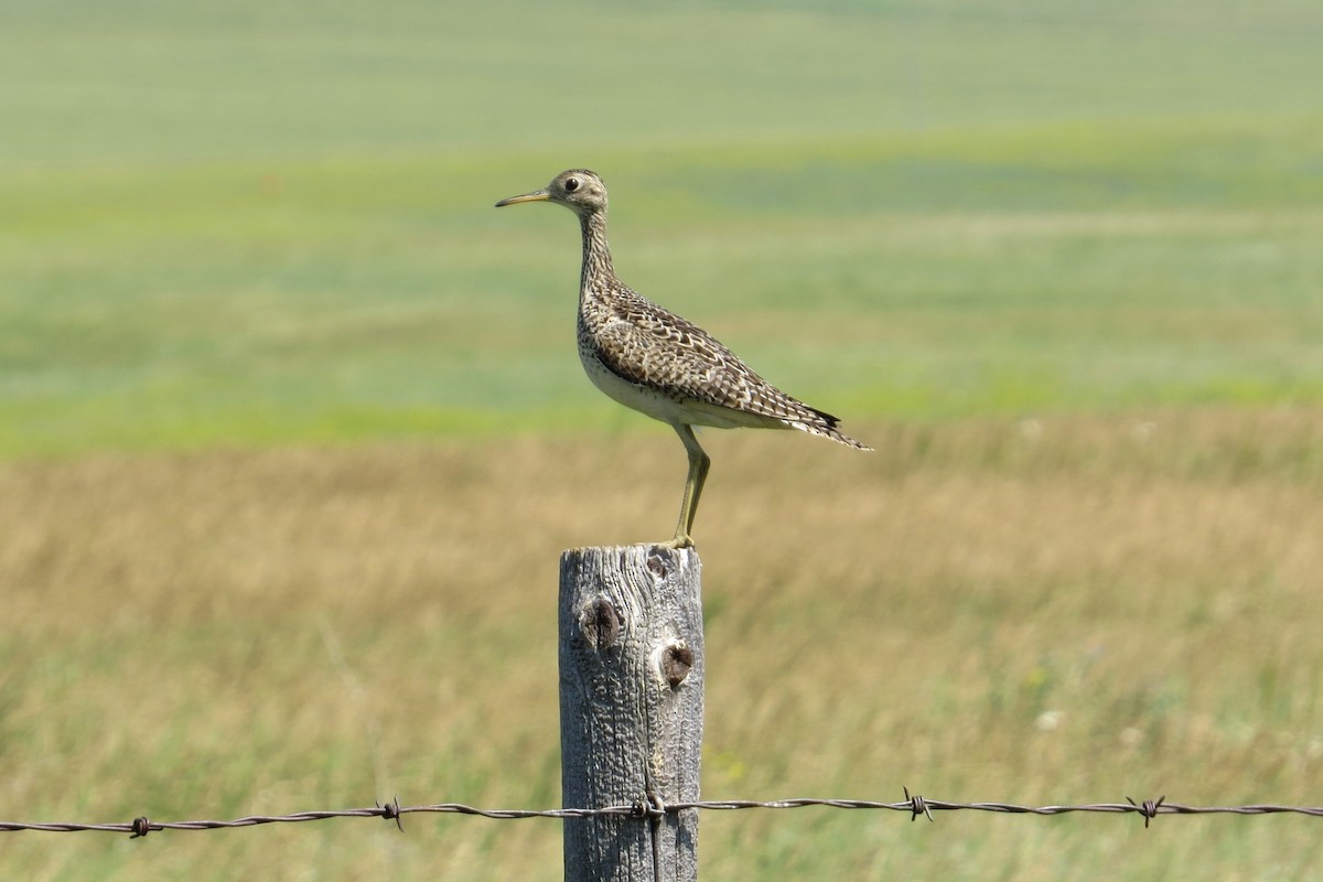 Upland Sandpiper - ML610097792