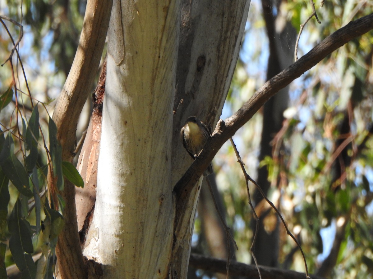 White-throated Treecreeper - ML610097796