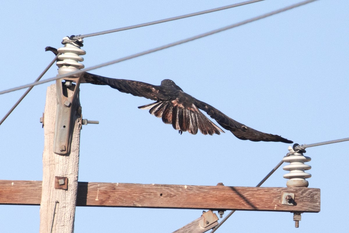 Red-tailed Hawk (Harlan's) - ML610097802