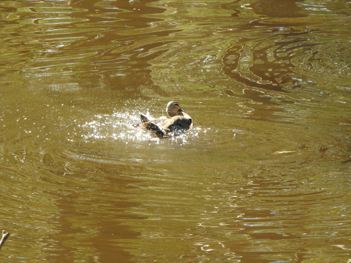 Pacific Black Duck - ML610097811