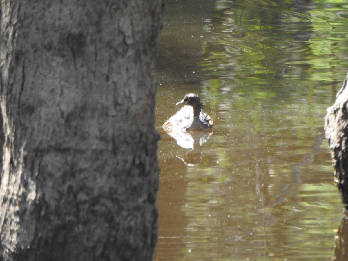 Australasian Grebe - ML610097812