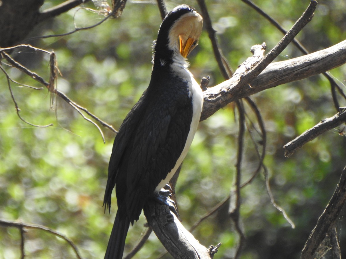 Little Pied Cormorant - ML610097814