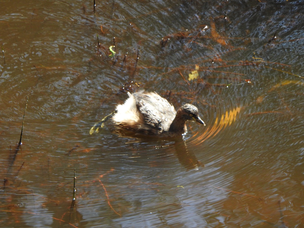 Australasian Grebe - ML610097819