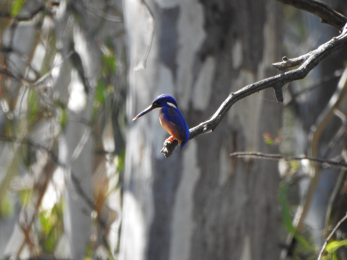 Azure Kingfisher - ML610097822