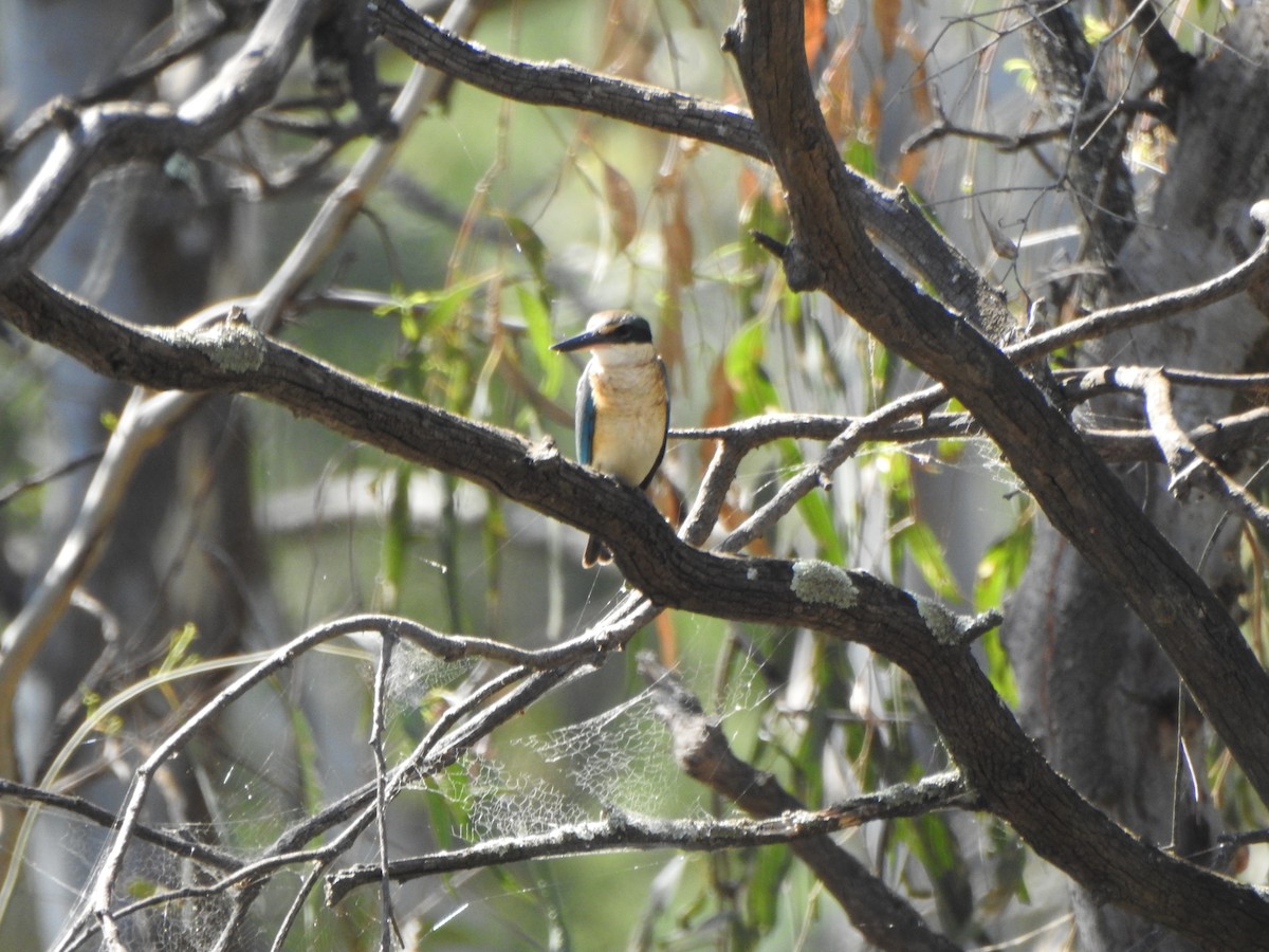 Sacred Kingfisher - ML610097824